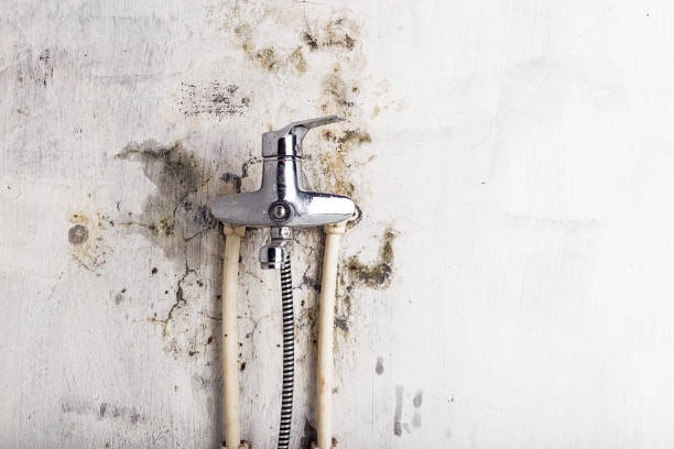 Best Fast Mold Removal  in Walnut Ridge, AR