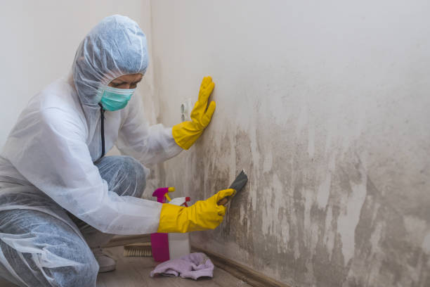 Certified Mold Removal in Walnut Ridge, AR