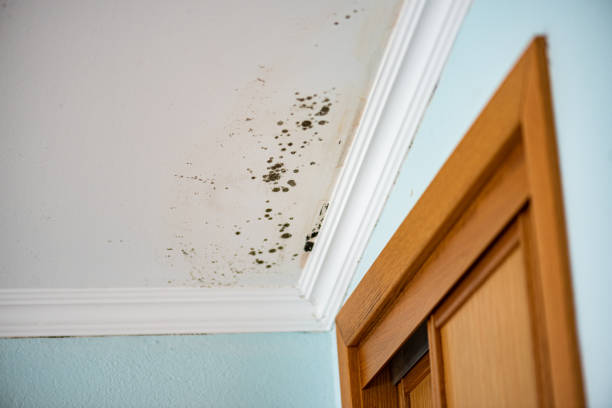 Mold Removal and Inspection in Walnut Ridge, AR