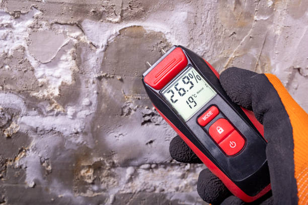 Best Black Mold Removal  in Walnut Ridge, AR