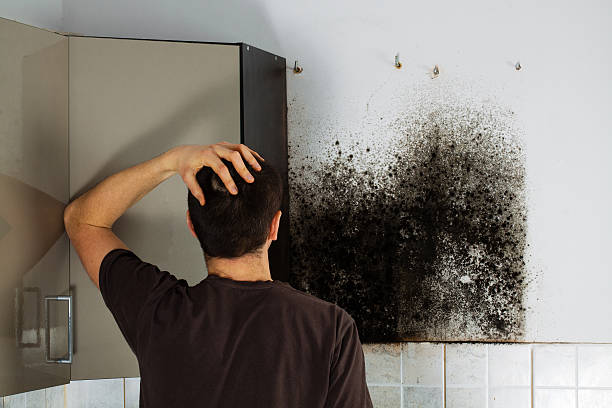 Crawl Space Mold Removal in Walnut Ridge, AR